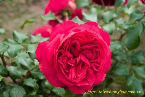 Hoa Hồng Red Eden