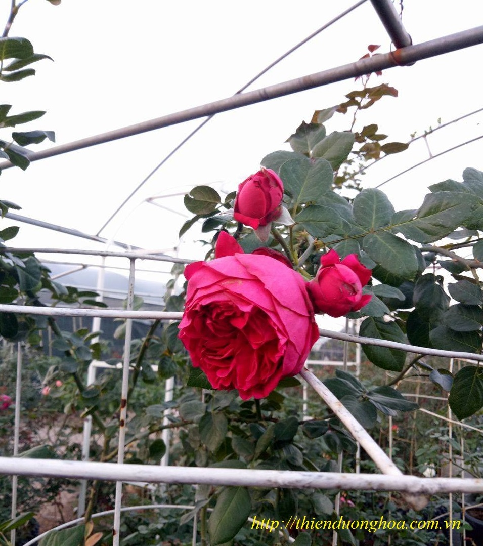 Hoa Hồng Red Eden