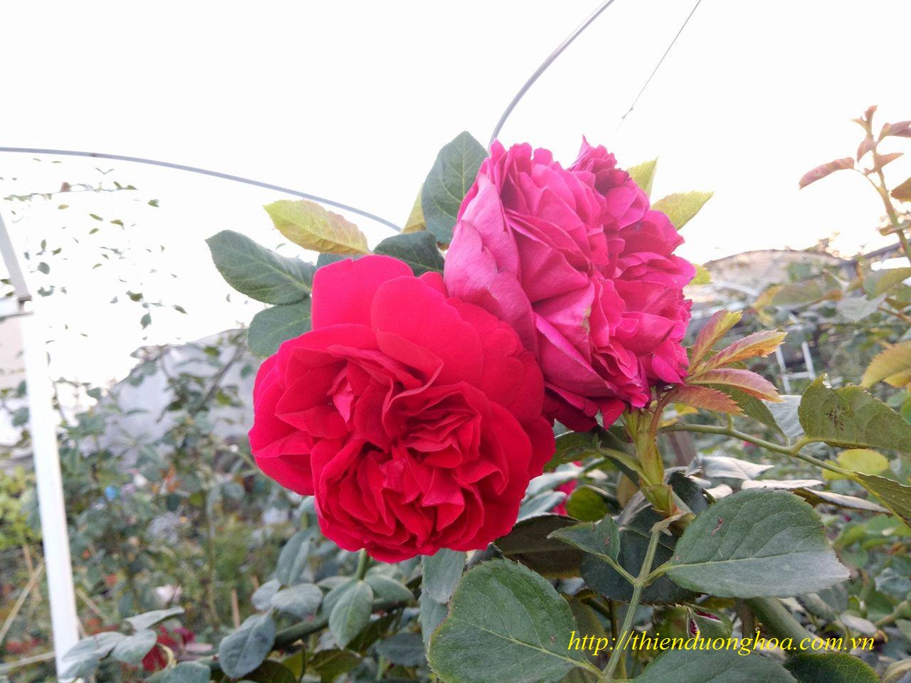 Hoa Hồng Red Eden
