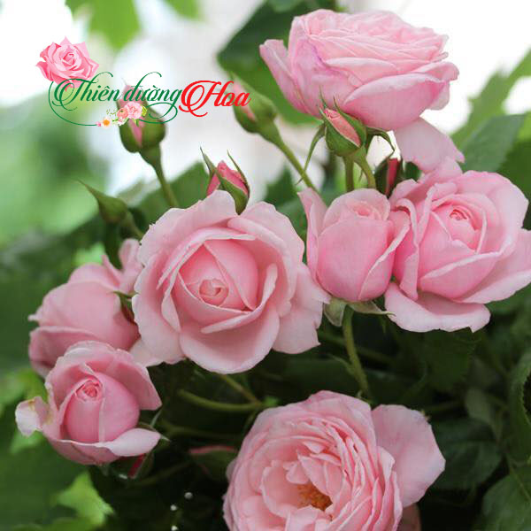 HOA HỒNG NAHEMA ROSE