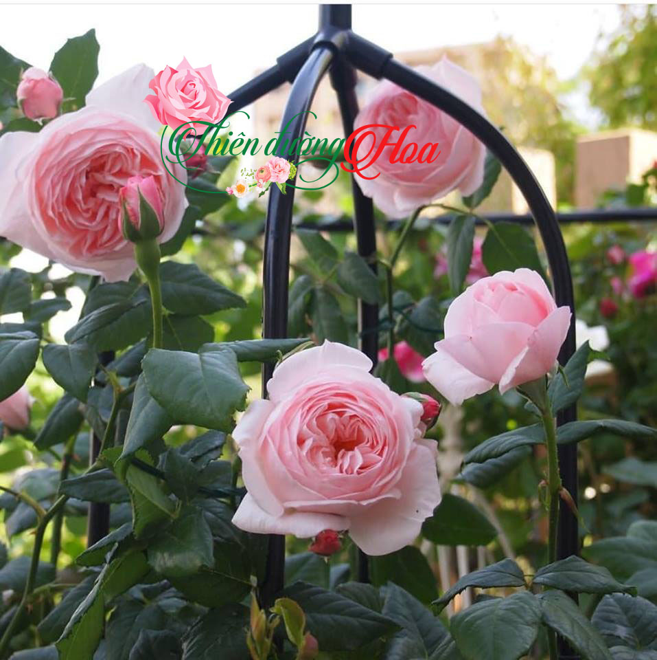 HOA HỒNG NAHEMA ROSE
