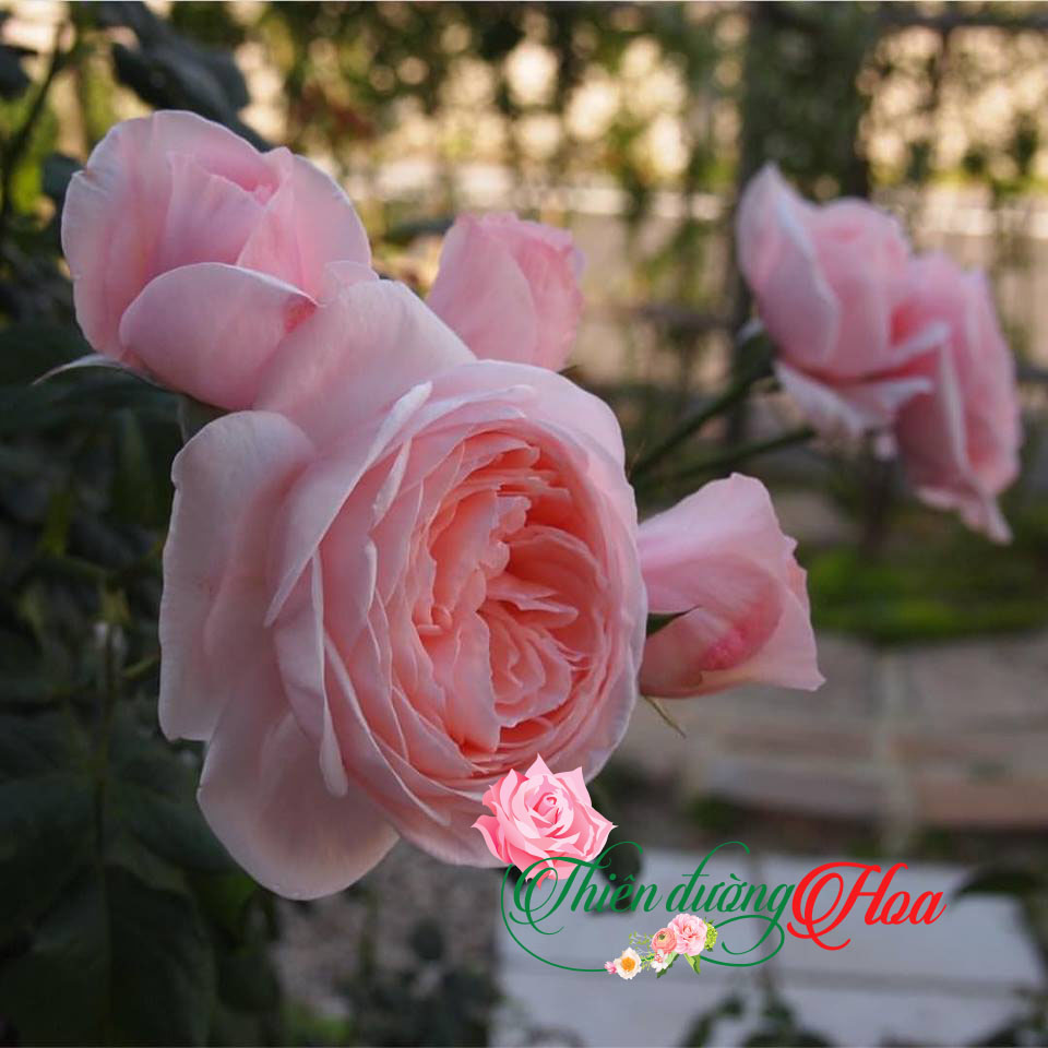 HOA HỒNG NAHEMA ROSE