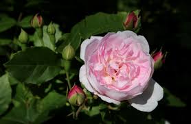 Hoa Hồng Leo Blush Noisette