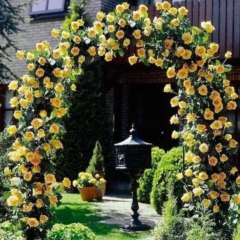 Hoa Hồng Leo CPM (Crown Princess Margareta)