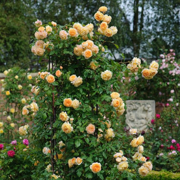 Hoa Hồng Leo CPM (Crown Princess Margareta)