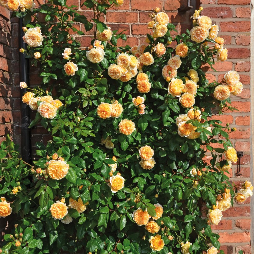 Hoa Hồng Leo CPM (Crown Princess Margareta)