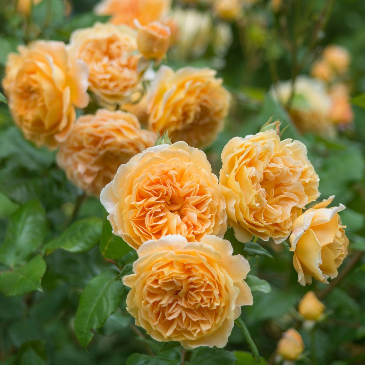 Hoa Hồng Leo CPM (Crown Princess Margareta)