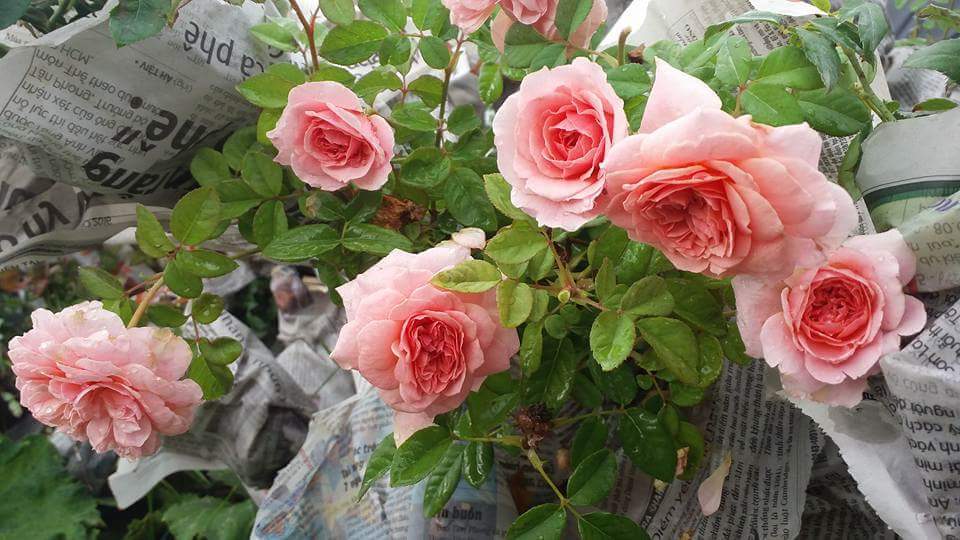 Hoa Hồng Abraham Darby