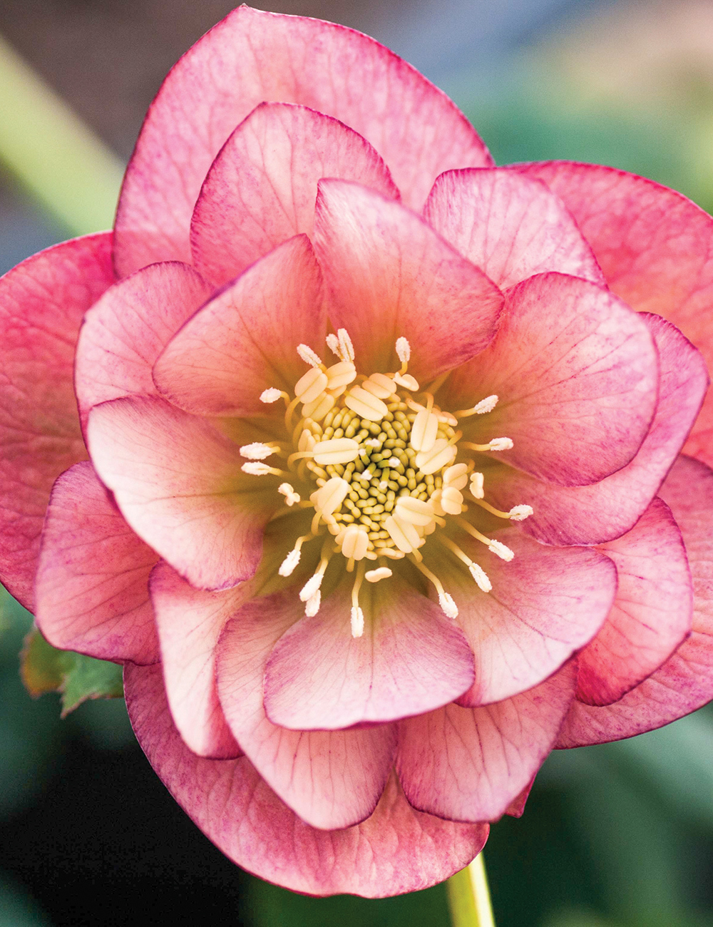 Hoa Hồng Leo Blush Noisette