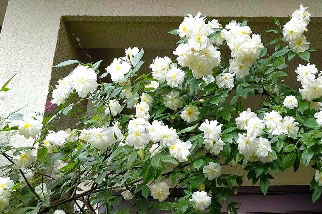 Hoa Hồng Ngỗng Tuyết (Snow Goose Rose) – Tuyệt Tác Hoa Hồng Leo Cho Khu Vườn Lãng Mạn