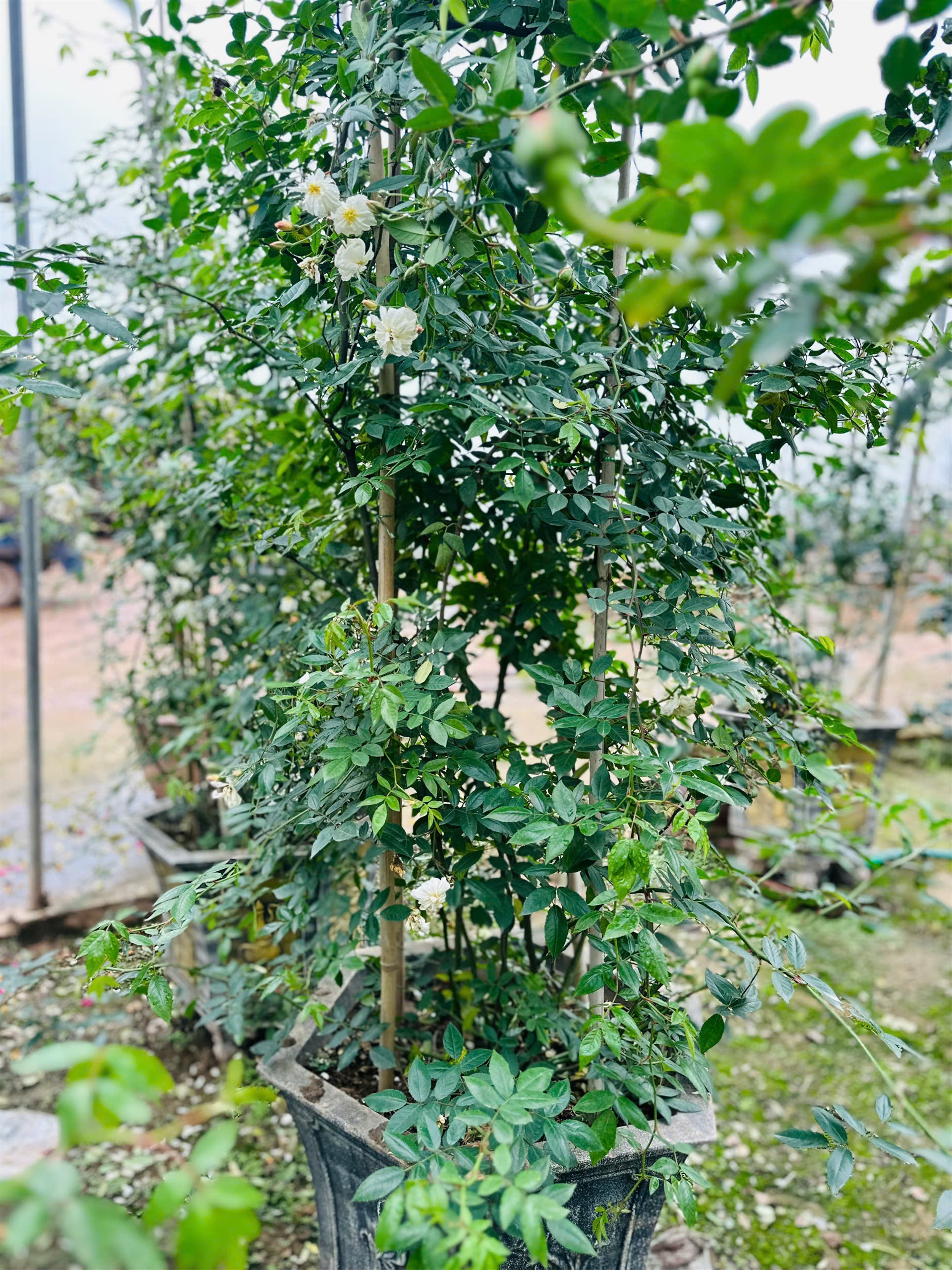 hong-leo-ngong-tuyet