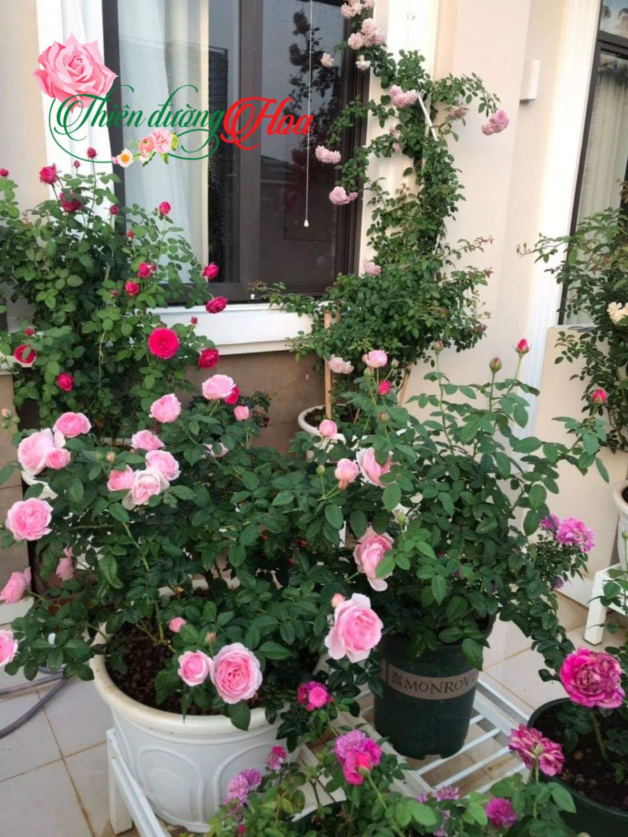 Eckart Witzigmann Rose
