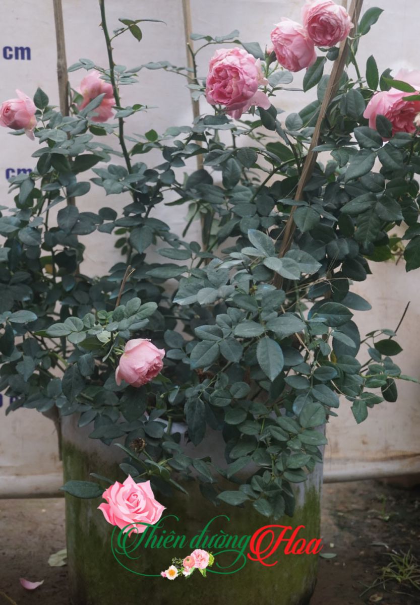 Eckart Witzigmann Rose