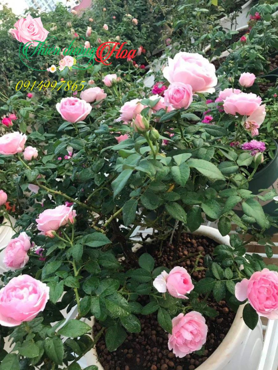 Eckart Witzigmann Rose