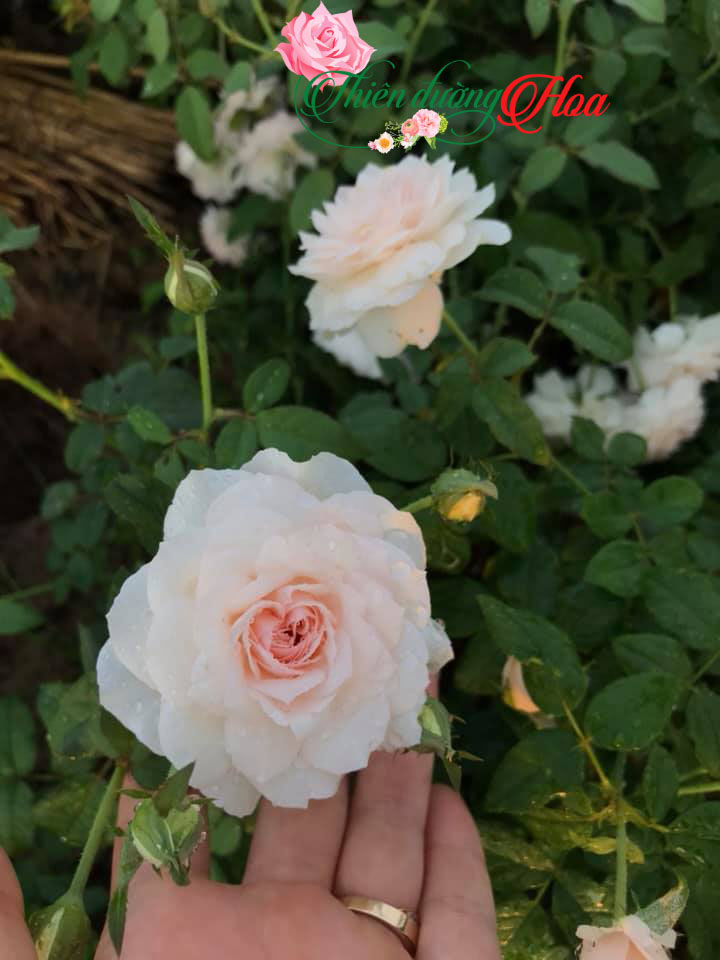 MISAKI ROSE
