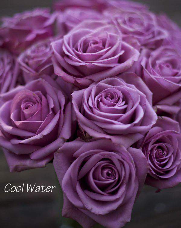 Hoa Hồng Cool Water