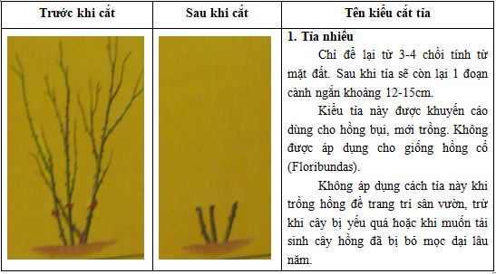 phuong-phap-cat-tia