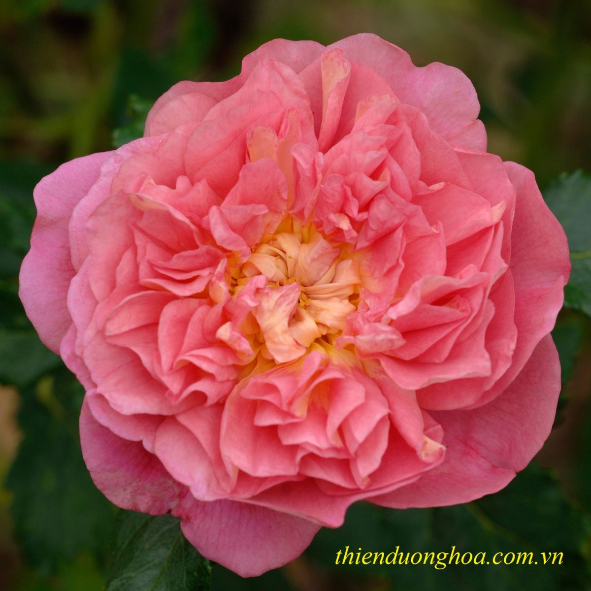 Hoa Hồng Christopher Marlowe