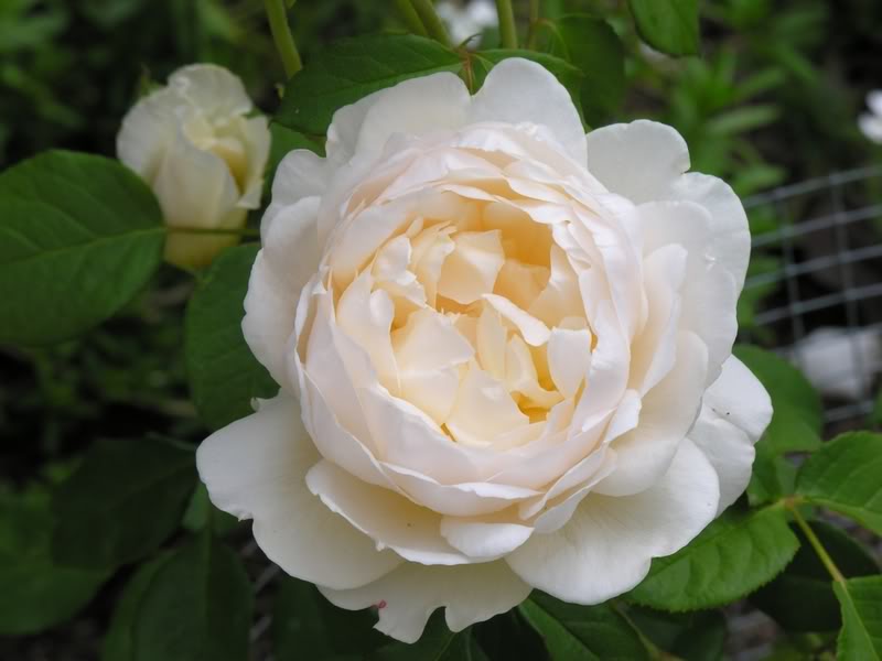 Hoa Hồng Windermere (Windermere Rose)