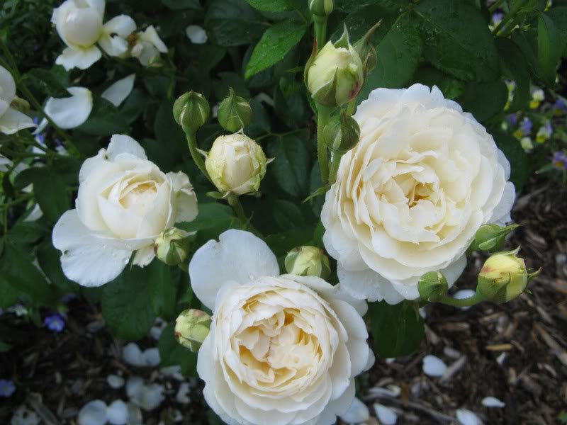 Hoa Hồng Windermere (Windermere Rose)