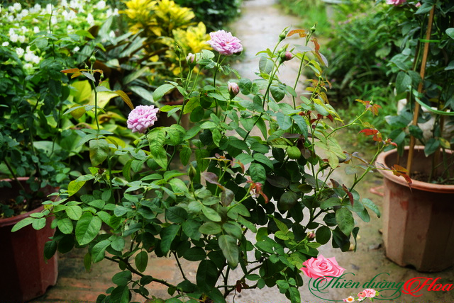 Hoa Hồng Blue Sky
