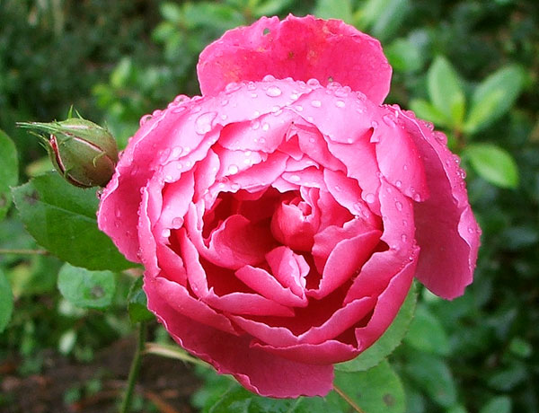 Hoa Hồng Royal Jubilee