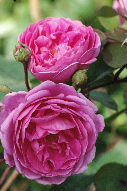 Hoa Hồng Royal Jubilee