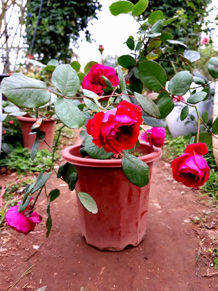 Hoa Hồng Bụi Rouge Royal
