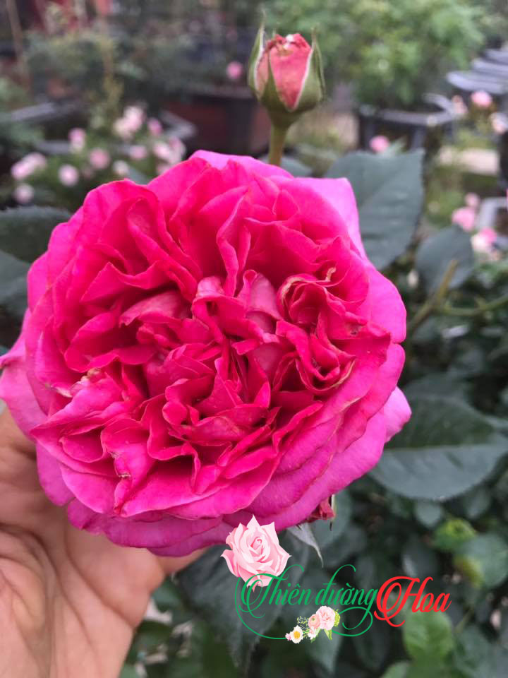 HOA HỒNG BERNADETTE LAFONT