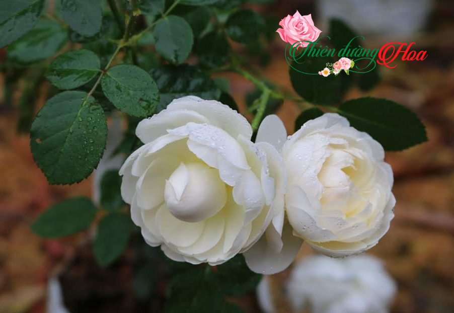 GLAMIS CASTLE ROSE