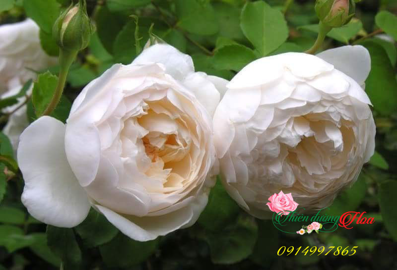GLAMIS CASTLE ROSE