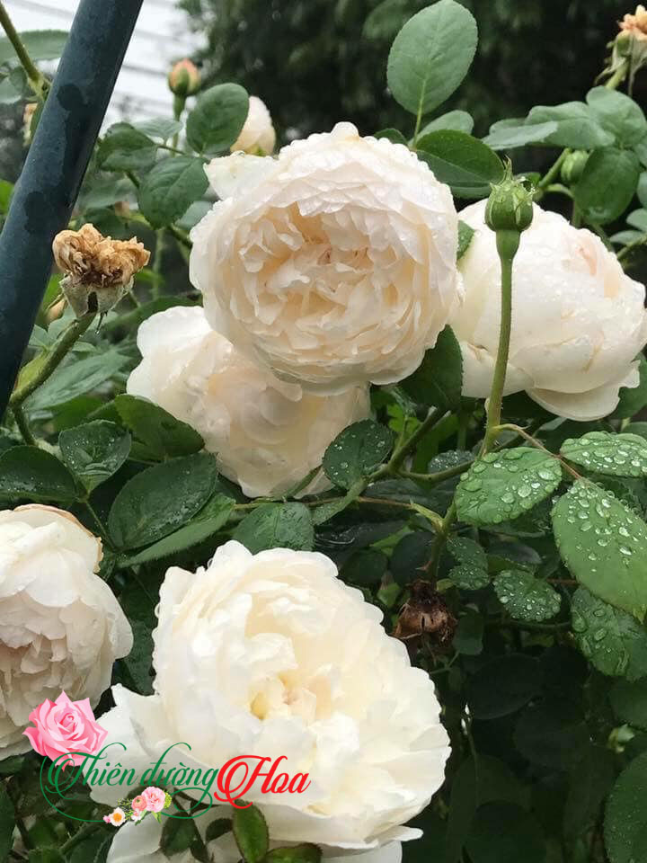GLAMIS CASTLE ROSE