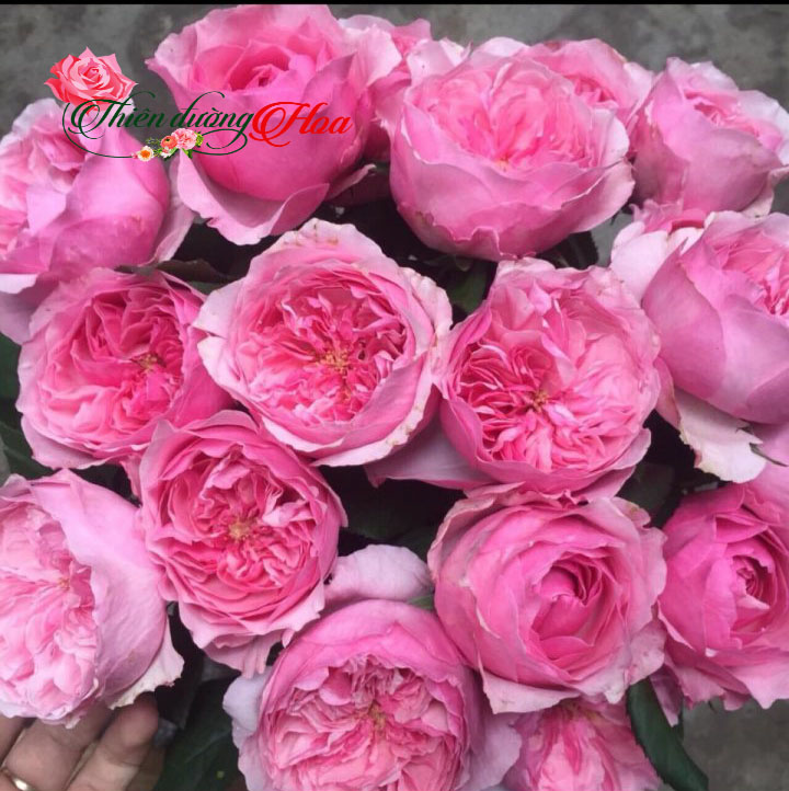 Hoa Hồng Carey Rose