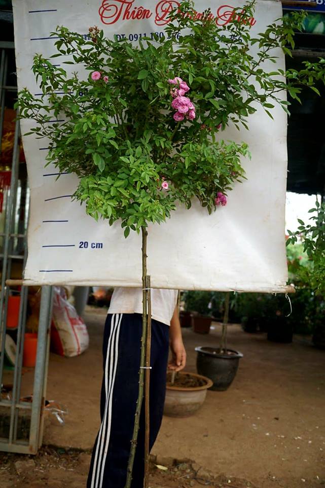 Cây Hồng Thân Gỗ