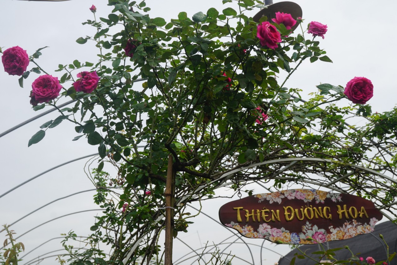 Hồng Tree Sapa