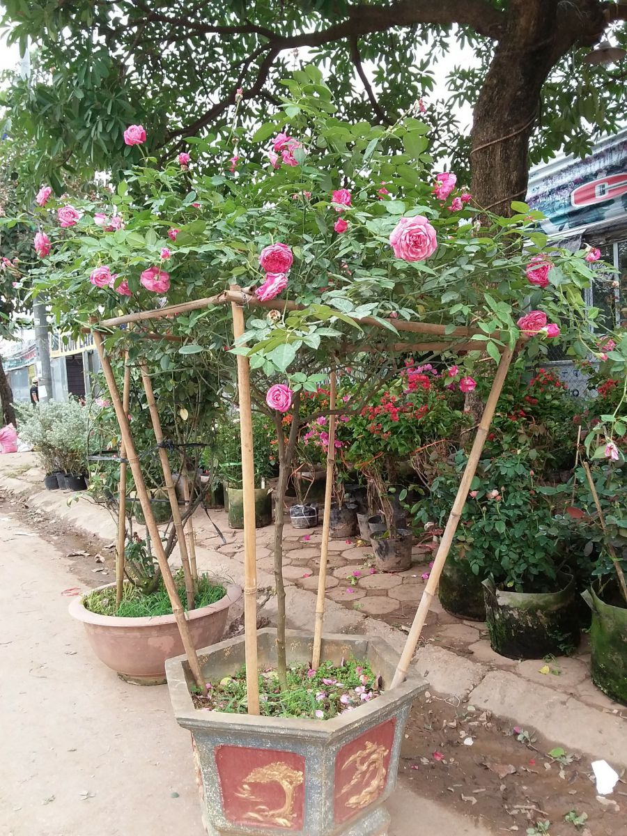 Hồng Tree Sapa