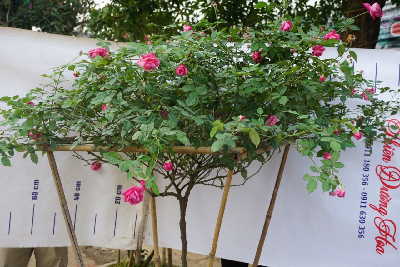 Hồng Tree Sapa