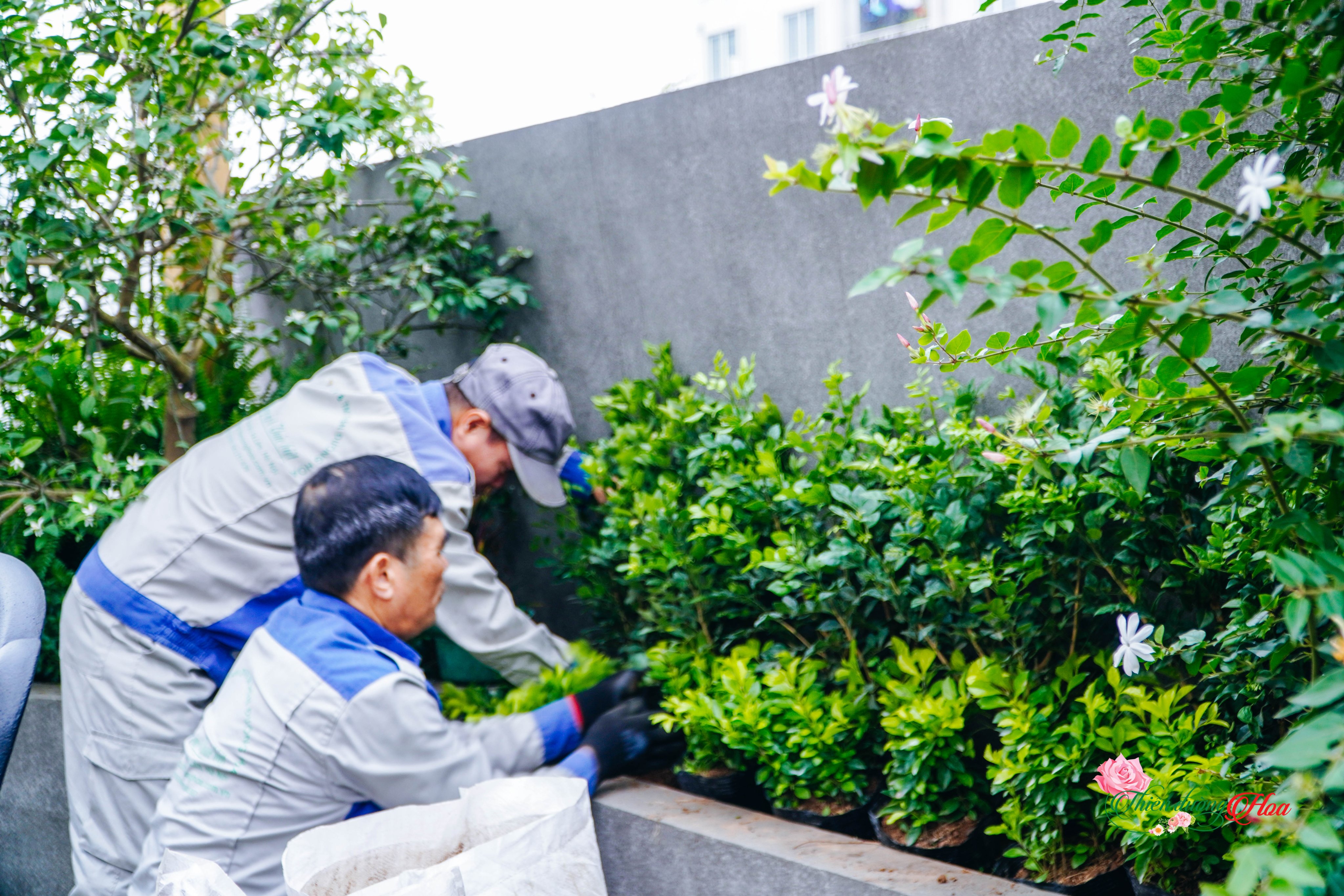 Cách Chăm Sóc Cây Sau Khi Thi Công Cảnh Quan: Hướng Dẫn Chi Tiết