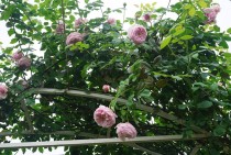 KINH NGHIỆM KHI CHỌN MUA CÂY HOA HỒNG VỀ TRỒNG