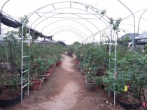 Tự Làm Giàn Leo Hoa Hồng Đầy Sáng Tạo