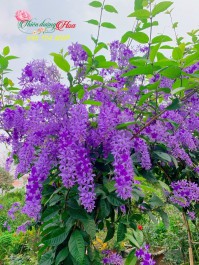 Chuyên Gia Bật Mí Bí Quyết Để Mai Xanh Thái Ra Hoa Sai Đẹp