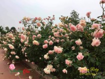 Thông Tin Tuyển Dụng