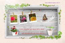 Cuộc Thi Ảnh "MY BEAUTIFUL ROSES"