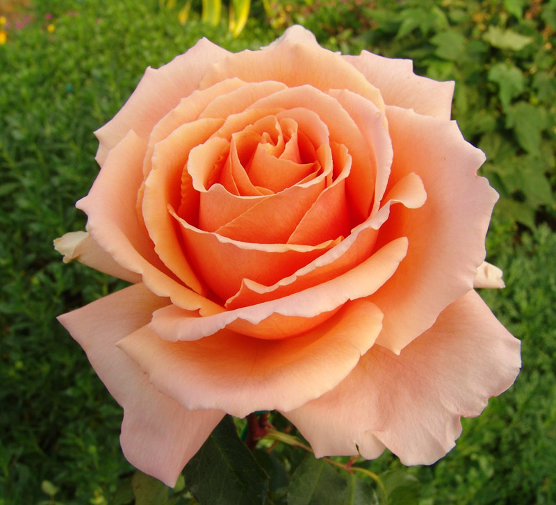 Just Joey rose (Kiểu cánh xếp nếp)