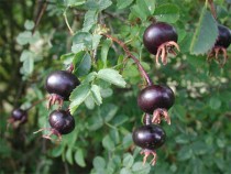 Phân Loại Hoa Hồng (Phần Cuối)