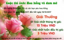 CUỘC THI ẢNH: HOA HỒNG VÀ ĐAM MÊ