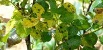 Những Bệnh Thường Gặp Trên Cây Hoa Hồng (Phần 1)