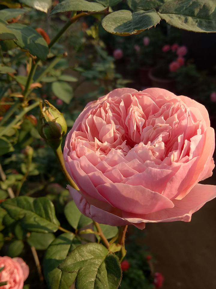 Hoa hồng The Alnwick