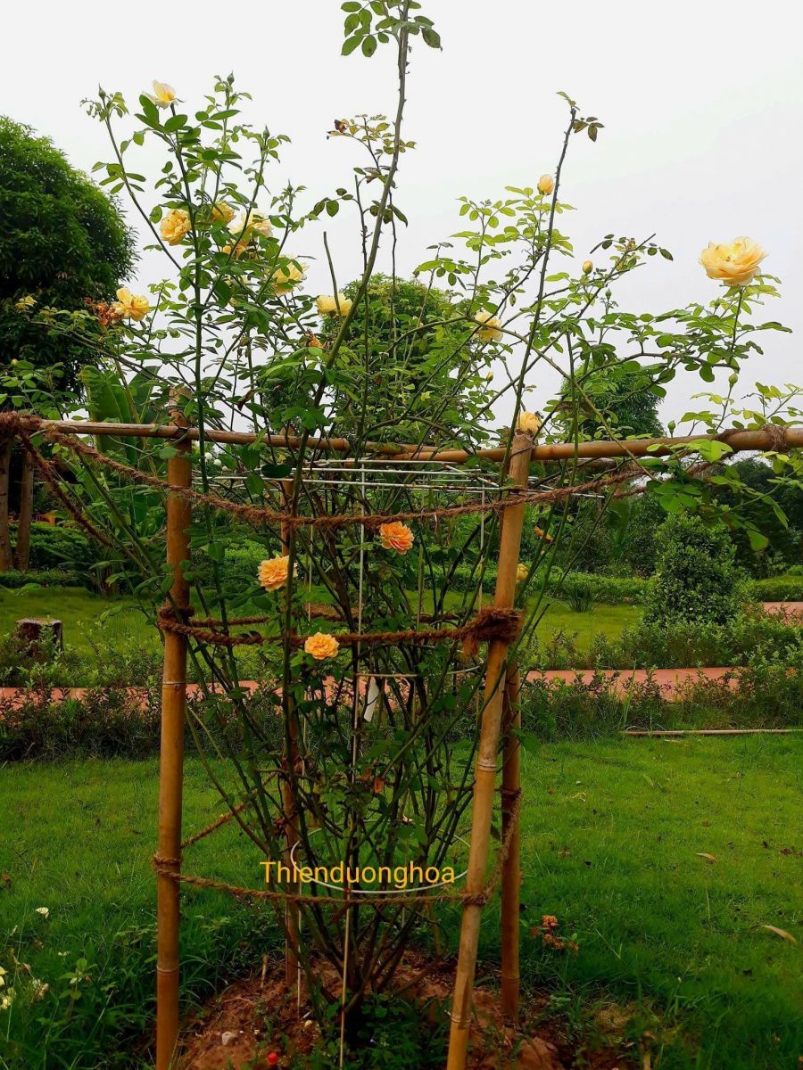 Cây tại nhà khách hàng của Thiên đường hoa