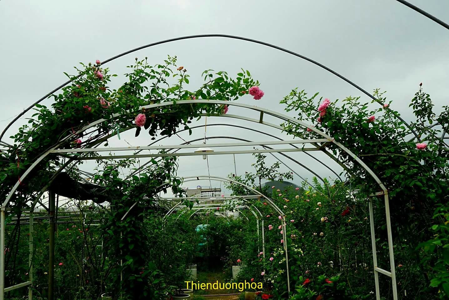 cổng hoa hồng